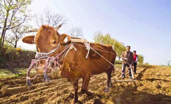 红薯要怎么种才能种得好