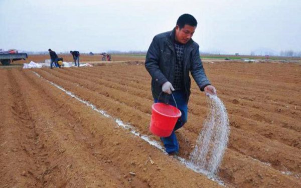 红薯要怎么种才能种得好