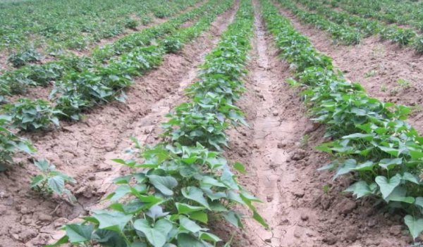 红薯要怎么种才能种得好