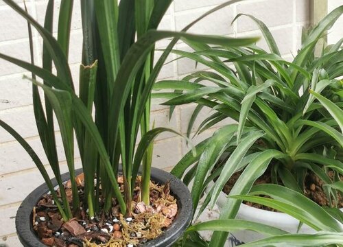 栽种兰花用什么植料好