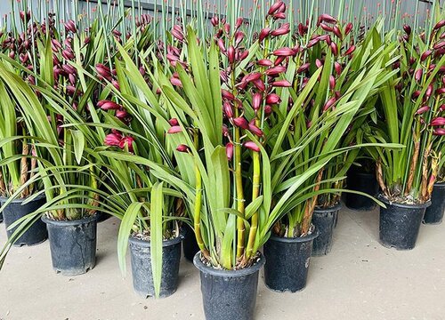 栽种兰花用什么植料好