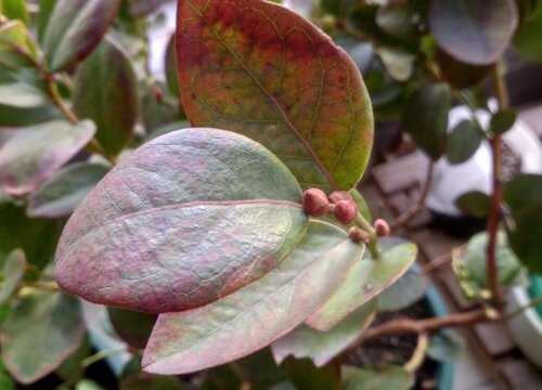 蓝莓树喜欢阳光吗