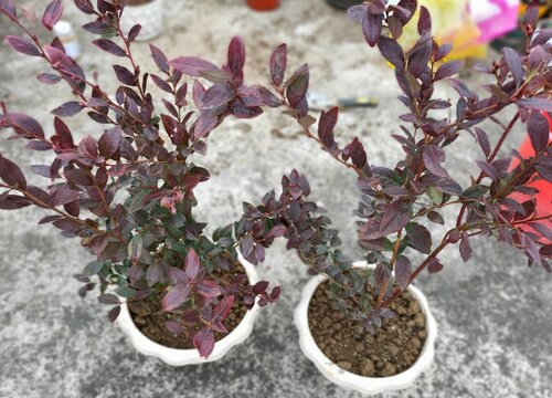 蓝莓树喜欢阳光吗