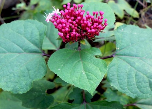 臭老婆树是什么树