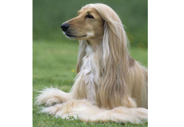 十大狗狗颜值大排名