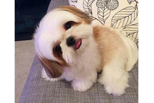 十大狗狗颜值大排名