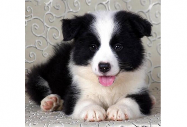 十大狗狗颜值大排名