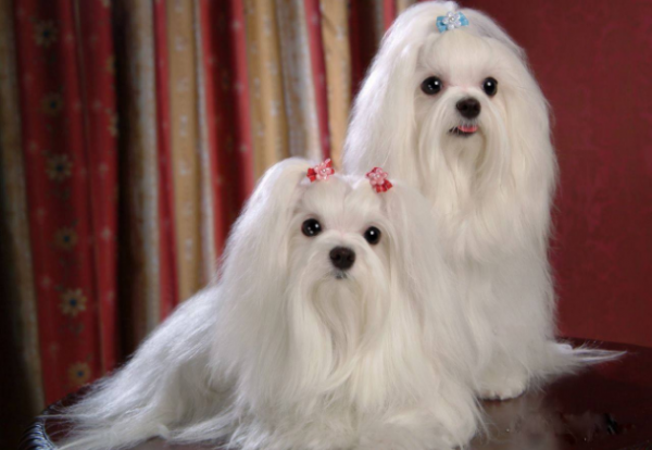 十大狗狗颜值大排名