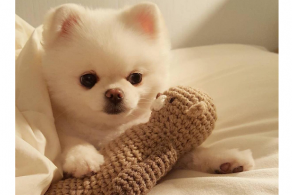 十大狗狗颜值大排名