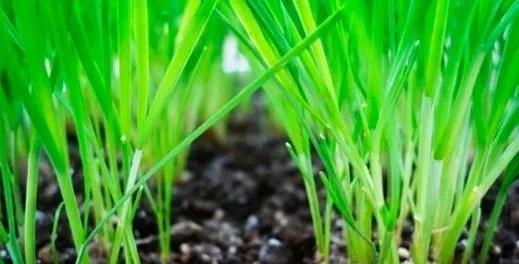 种植蒜苗施什么肥料最好