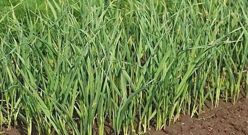 种植蒜苗施什么肥料最好