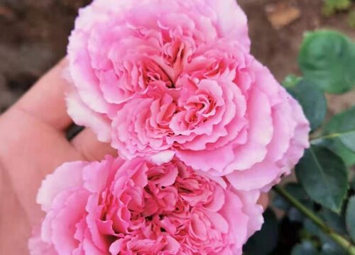 罗伊月季是藤本还是灌木