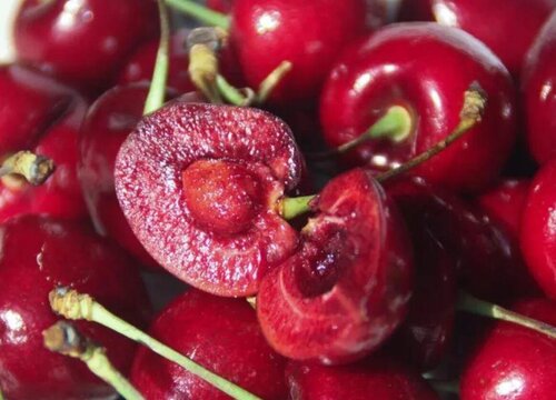 车厘子是转基因水果吗