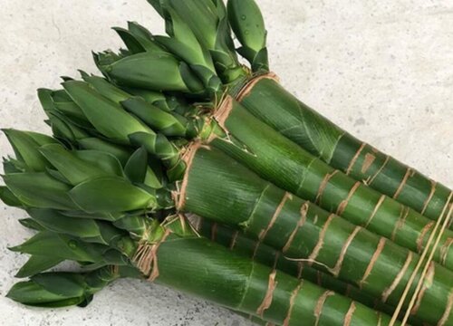 龙竹的风水禁忌及摆放