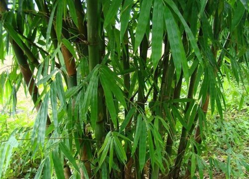 龙竹的风水禁忌及摆放