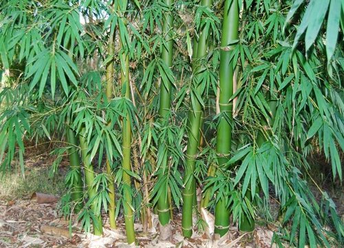 龙竹的风水禁忌及摆放