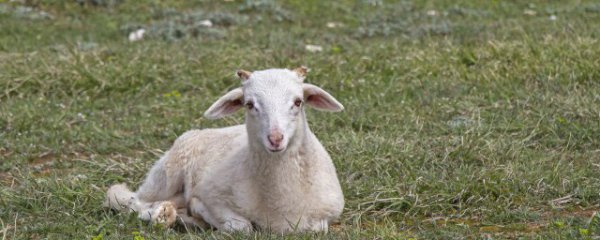 招财羊摆放禁忌