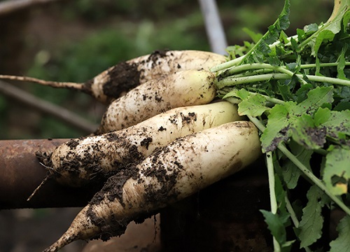 12月份露天种什么菜最合适