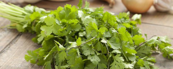 地里香菜冬季储存方法