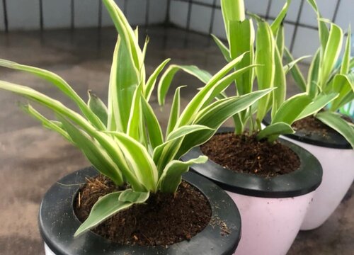 夏天如何养吊兰叶片肥大