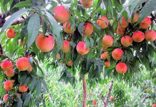 现在桃树最新品种有哪些