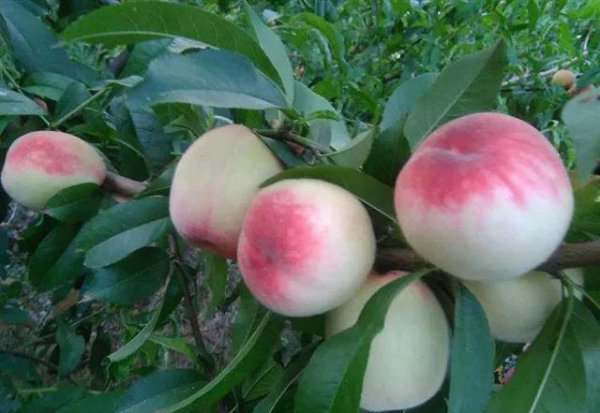 现在桃树最新品种有哪些
