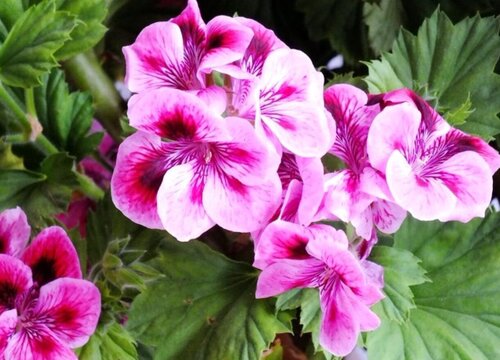 蝴蝶梅花期是什么时候