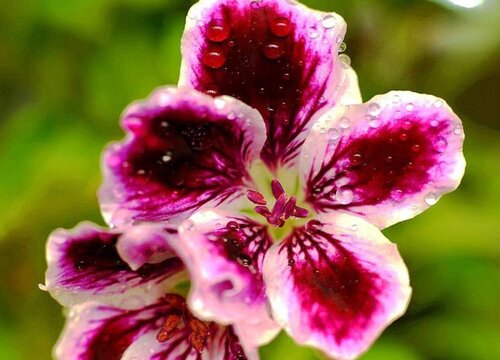 蝴蝶梅花期是什么时候