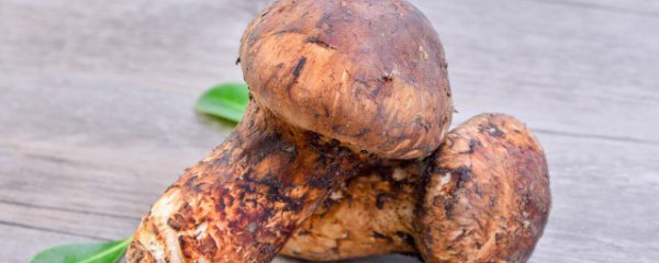 松茸变黄还能吃吗