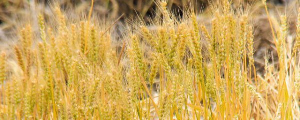 富含淀粉食物有哪些