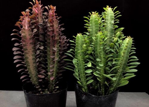 龙骨出现黄叶是什么原因