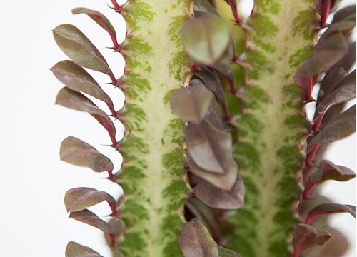 龙骨出现黄叶是什么原因