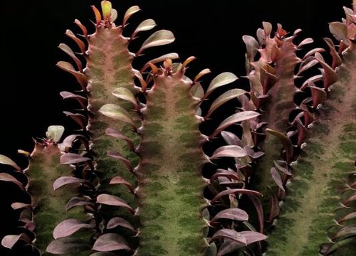 龙骨出现黄叶是什么原因