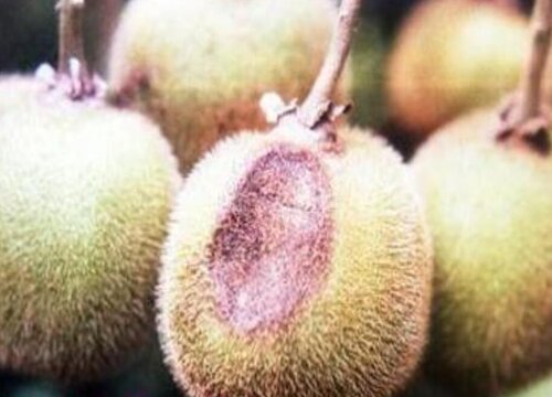 猕猴桃病虫害防治方法