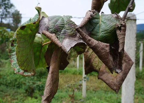 猕猴桃病虫害防治方法