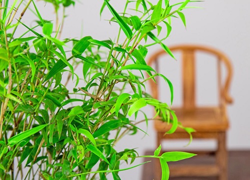 大型绿植花卉凤尾竹如何养护