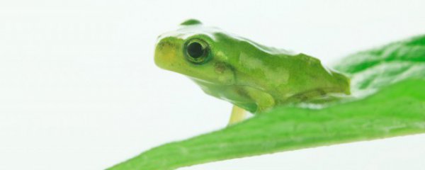 青蛙被称为什么