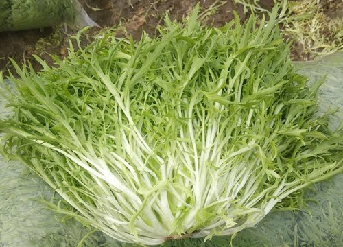 苦菊和苦苣一样吗 长什么样子