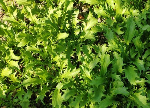 苦菊和苦苣一样吗 长什么样子