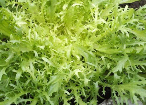 苦菊和苦苣一样吗 长什么样子