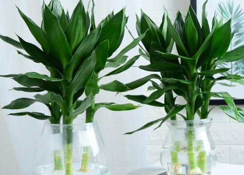 水养花怎么养才能更旺盛