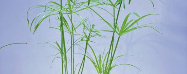 水竹可以放卧室吗