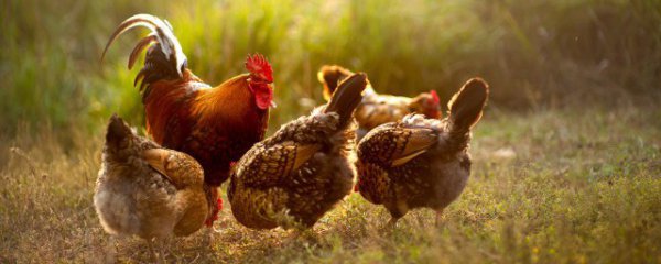 公鸡打鸣的原因是什么