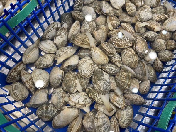 花蛤吐沙最快的方法