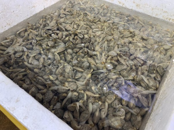 花蛤吐沙最快的方法