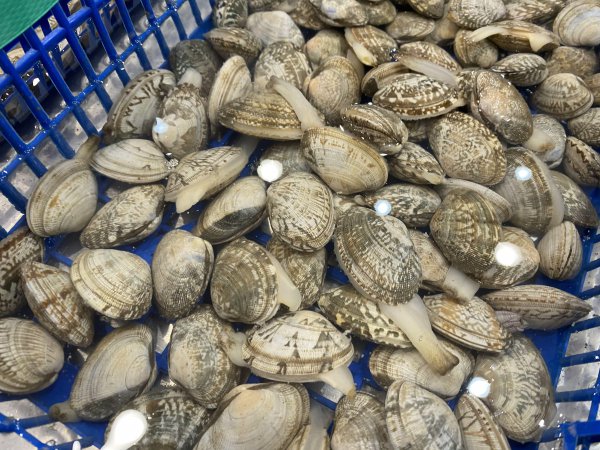 花蛤吐沙最快的方法