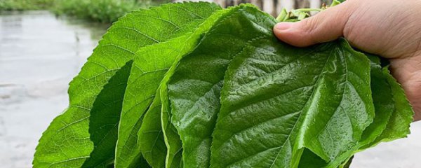 怎么保存新鲜的桑叶