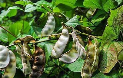 扁豆怎样种植产量高