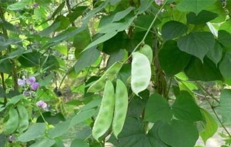 扁豆怎样种植产量高