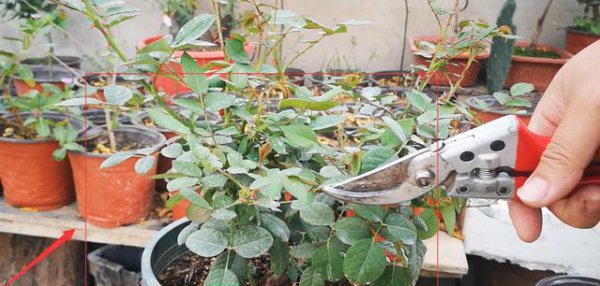 月季不开花的枝都要剪吗